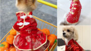 ชุดจีนหมาแมว กระโปรงจีน เสื้อจีนแบบคอจีน มีลายมังกร ลายเต๋า ผ้าไหมจีนอย่างดี เสื้อจีน หมา แมว กระต่าย ใส่ได้
